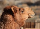 Day 4, The Living Desert